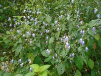 Strobilanthes cordifolia (Vahl) J.R.I.Wood